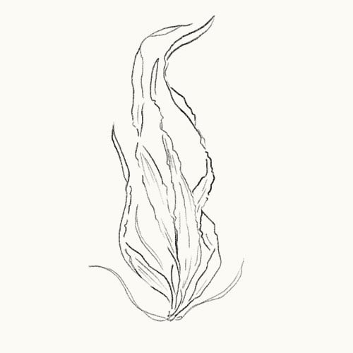 Kelp